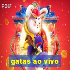 gatas ao vivo